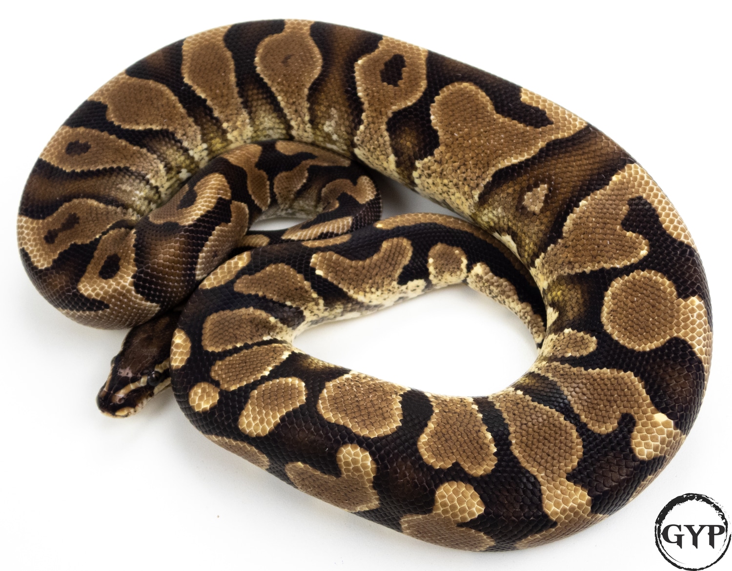 Yellow Belly Scaleless Head Ball Python by Gopher Your Pet - MorphMarket