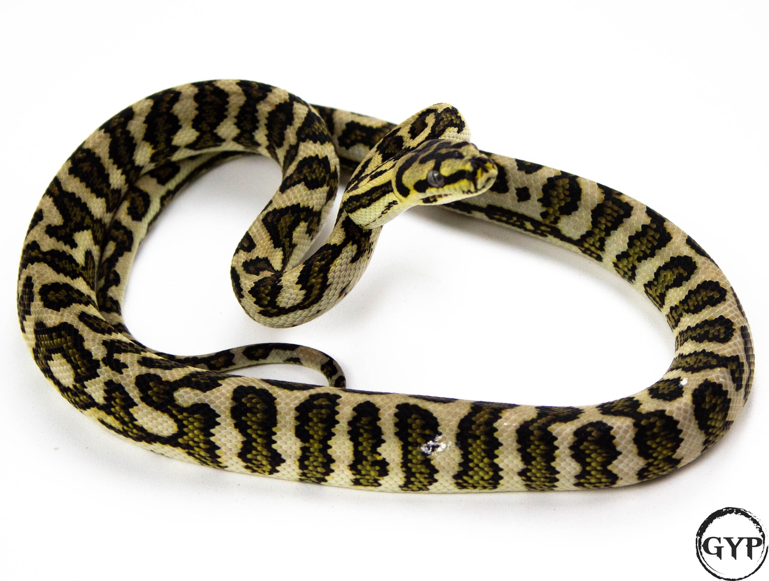 Jaguar Carpet Python Jungle Carpet Python by Gopher Your Pet - MorphMarket