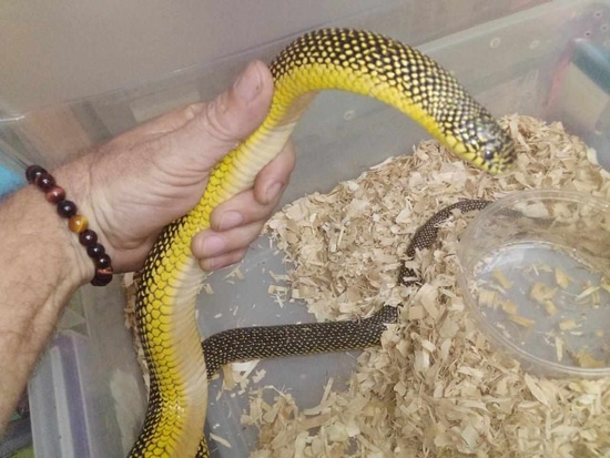 Beautiful view of Best Time To Feed Pet Kingsnakes