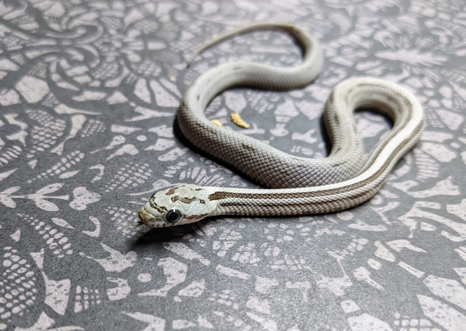 Visual Reference: Anery Vanishing Stripe 50 Het Hypo Corn Snake By Omg