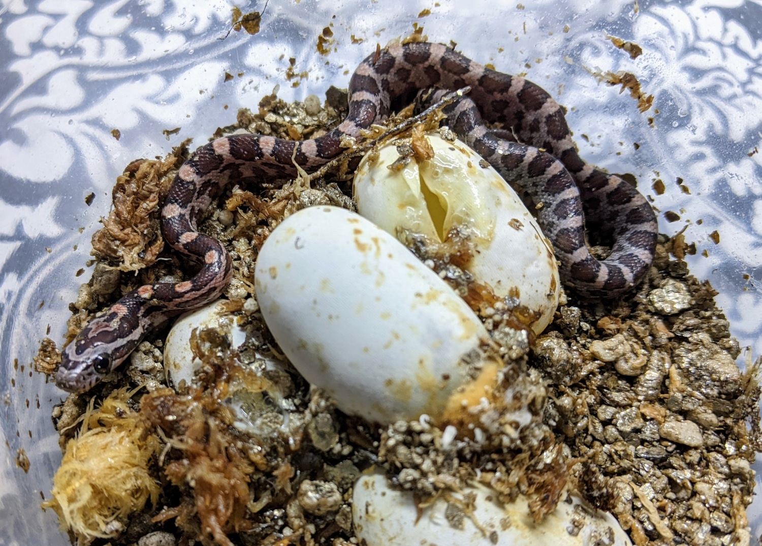 Corn Snake Clutch SV22 by OMG Snakes! MorphMarket