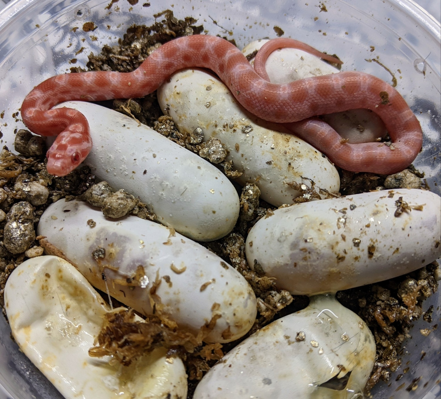 Corn Snake Clutch BO22 by OMG Snakes! MorphMarket