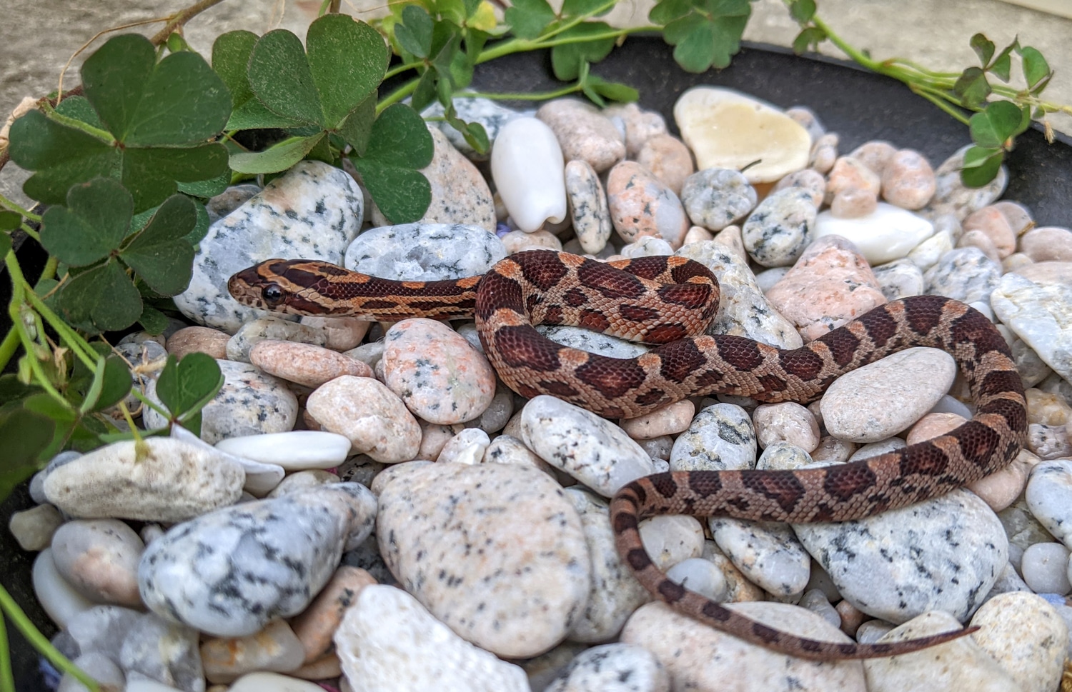 SALE - Classic 100% Het Amel, Stripe, 50% Het Anery Corn Snake by OMG