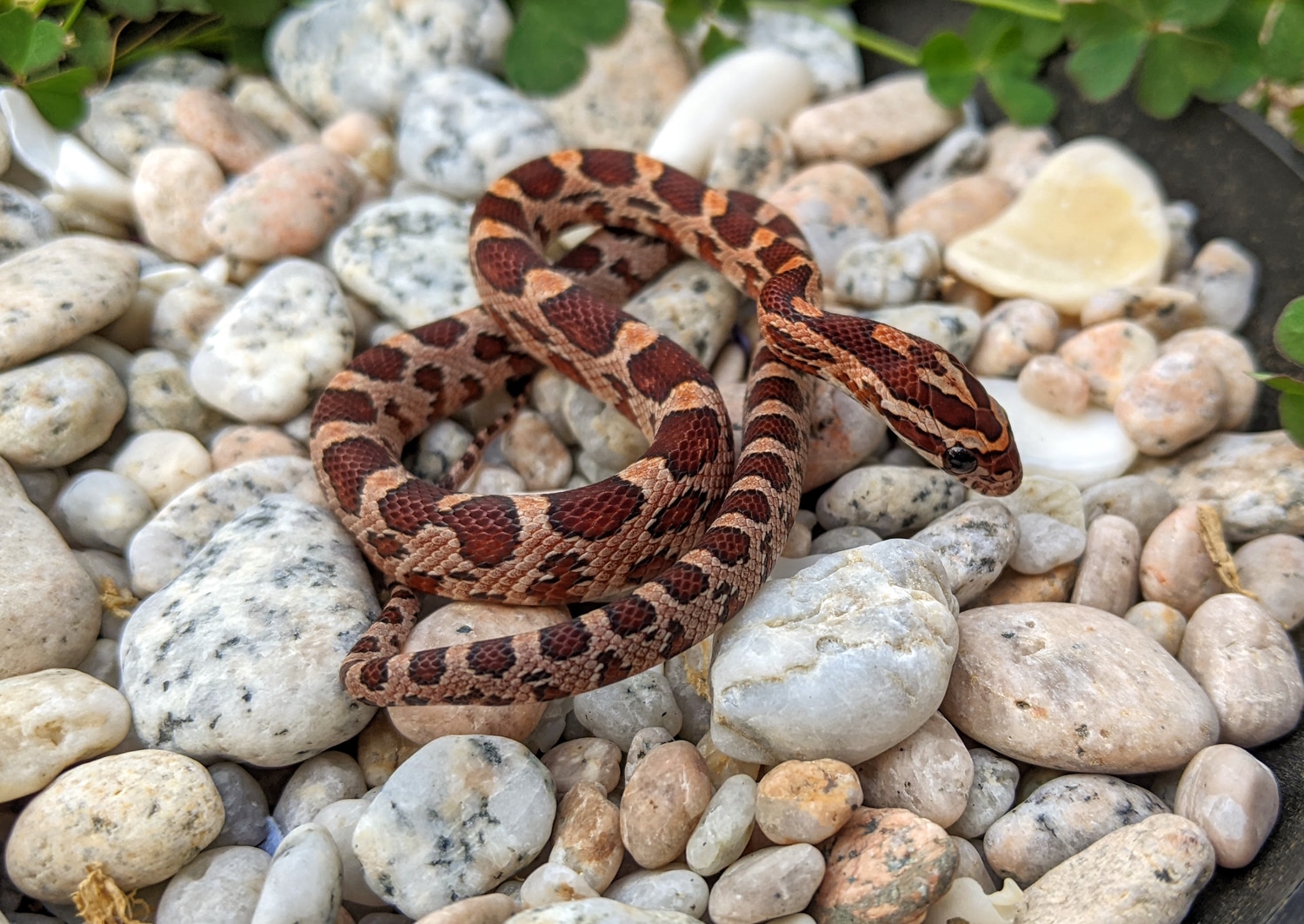 SALE - Classic 100% Het Amel, Stripe, 50% Het Anery Corn Snake by OMG