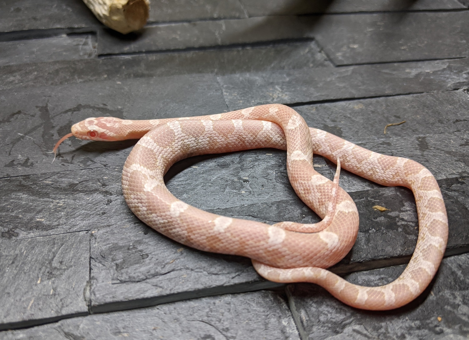 Snow 50% Het Scaleless Corn Snake by OMG Snakes! - MorphMarket