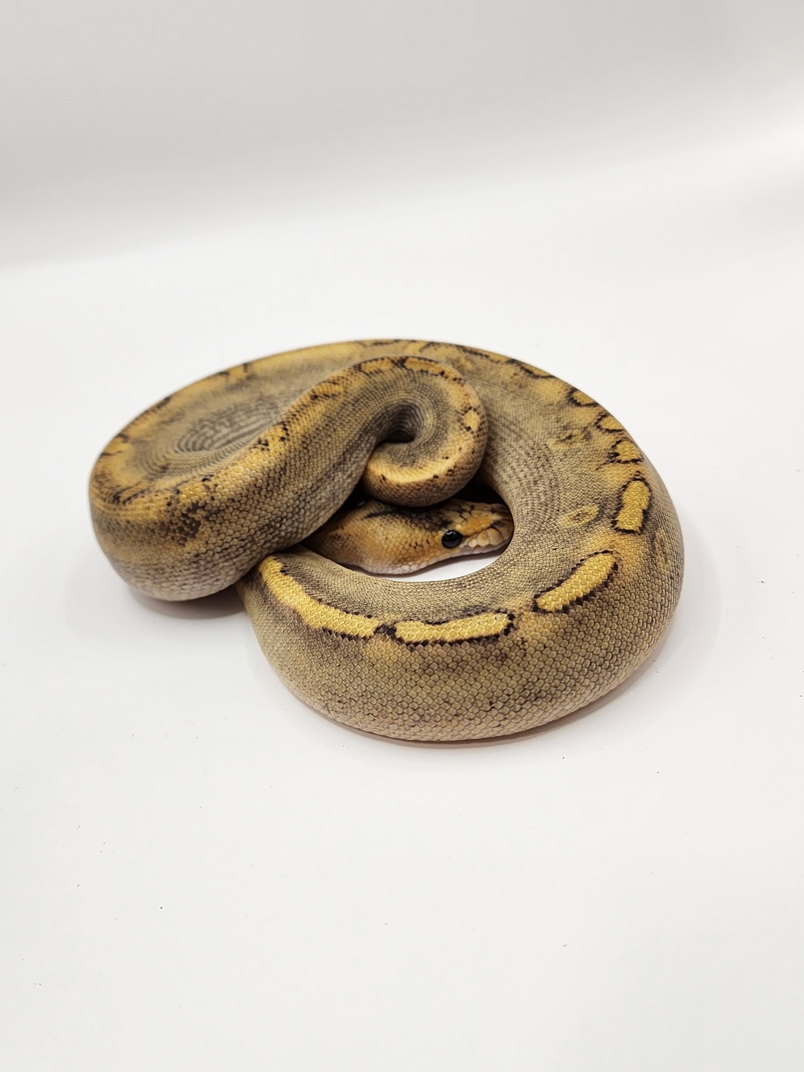 Champagne Ball Python by T&S Reptiles - MorphMarket