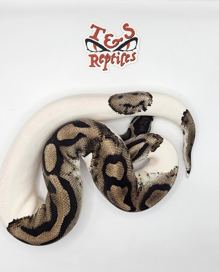 MJ Axanthic Pied Ball Python by T&S Reptiles