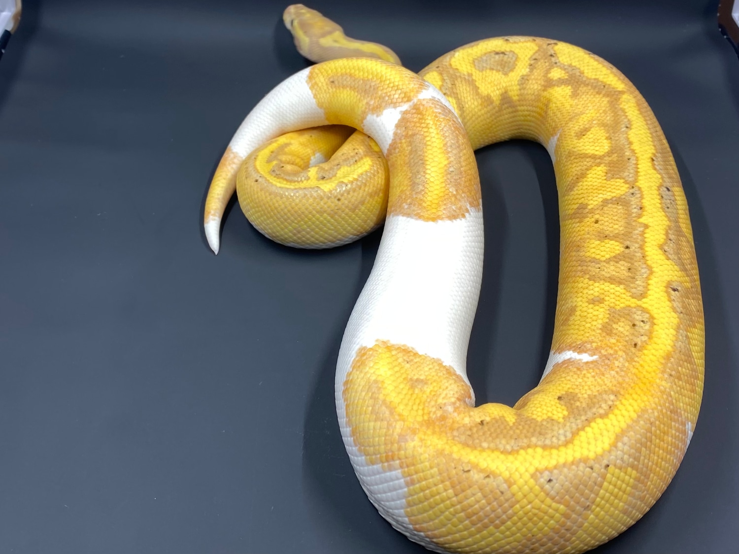 Banana Pied Ball Python by NashTY Morphs MorphMarket