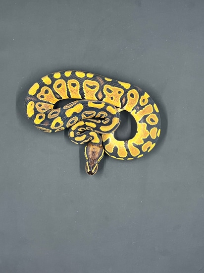 Normal Het Monsoon Ball Python by NashTY Morphs