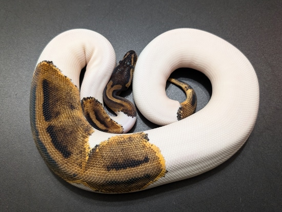 Unique Highlighted Saddles Piebald Ball Python by Good Vibes Constrictors