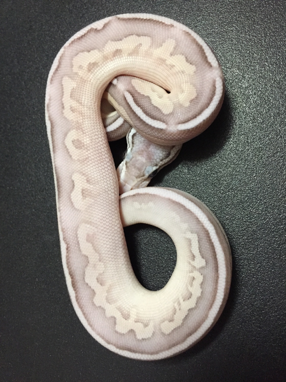 Sterling Butter Ball Python by Got Balls? - MorphMarket