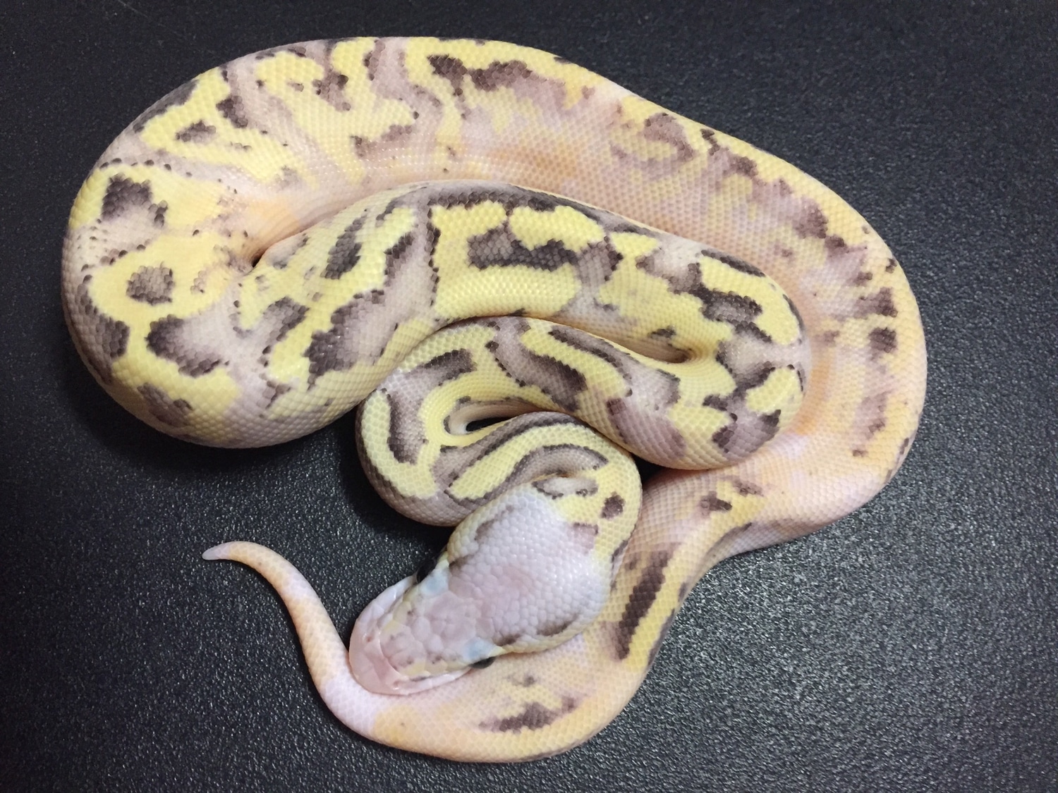 Pastel Disco Inferno 50 Het Clown Ball Python by Got Balls? MorphMarket