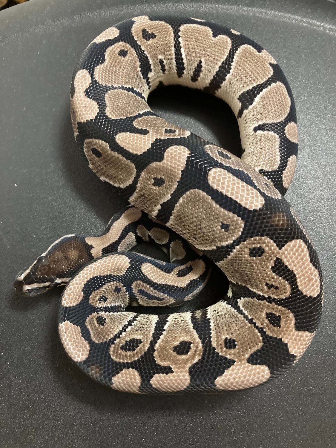 VPI Axanthic Het Pied Ball Python by Got Balls? MorphMarket