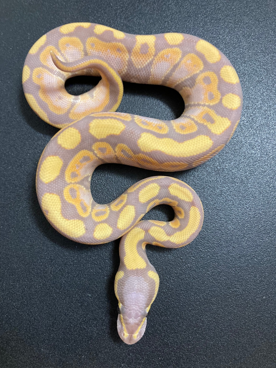 Banana 66% Het Tri Stripe Ball Python by Got Balls? - MorphMarket