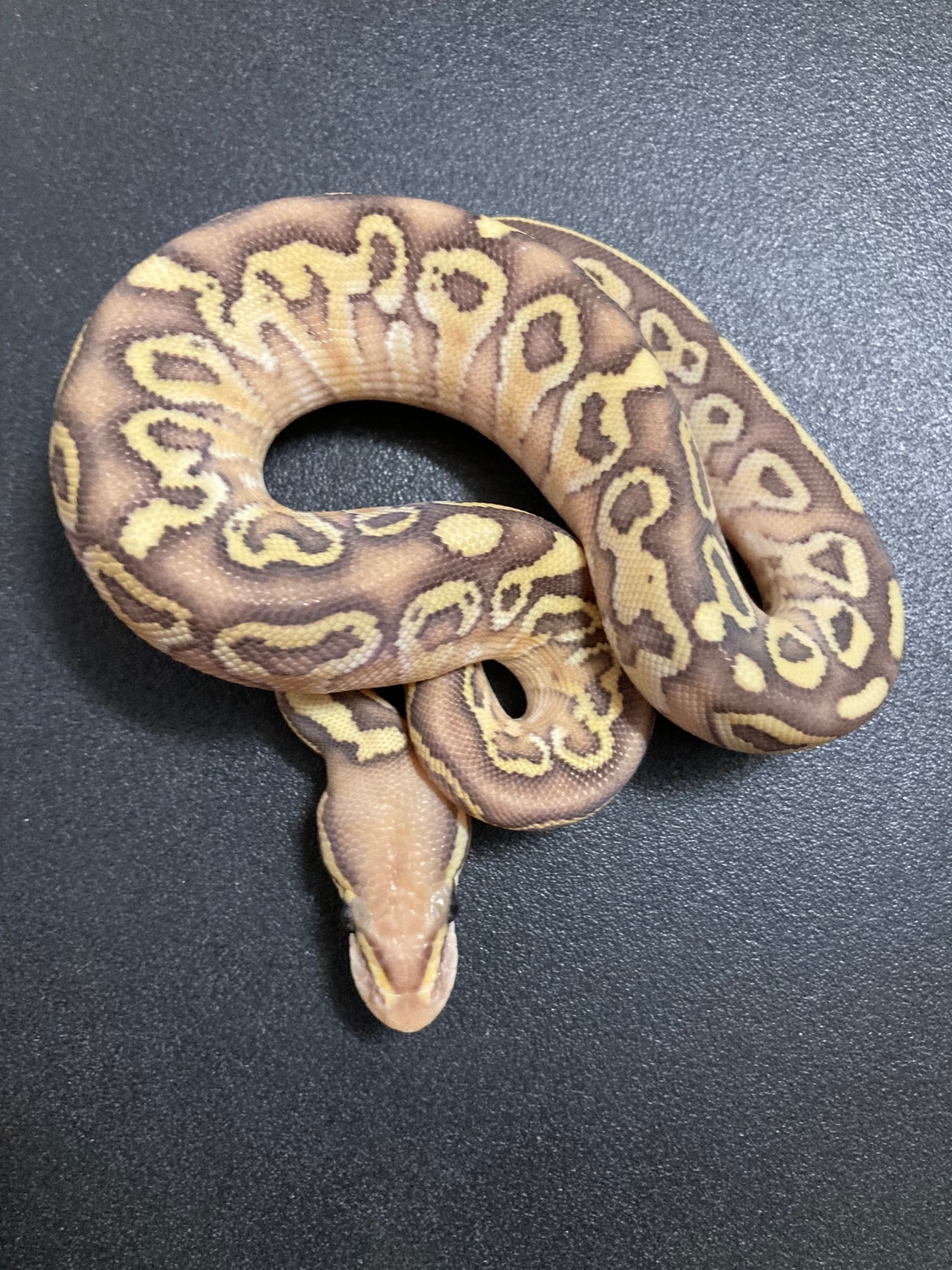 Banana Lesser Hurricane Het DG Ball Python by Got Balls? - MorphMarket