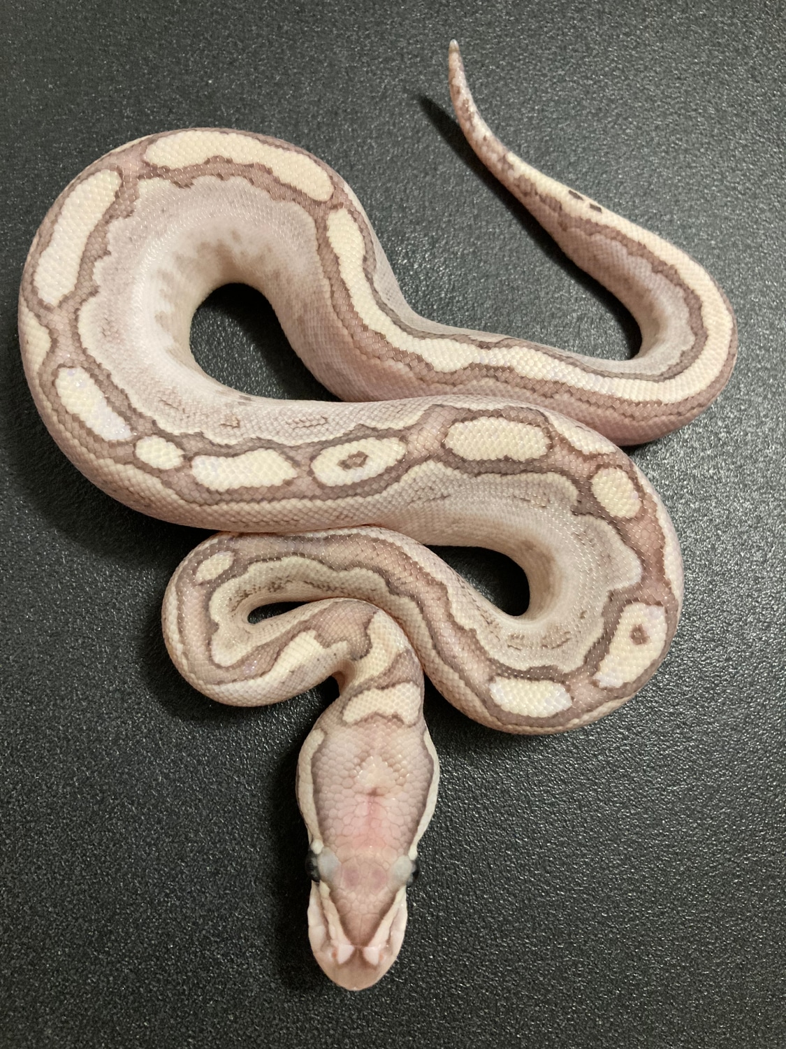 Pastel Bamboo HRA Calico YB Ball Python by Got Balls? MorphMarket