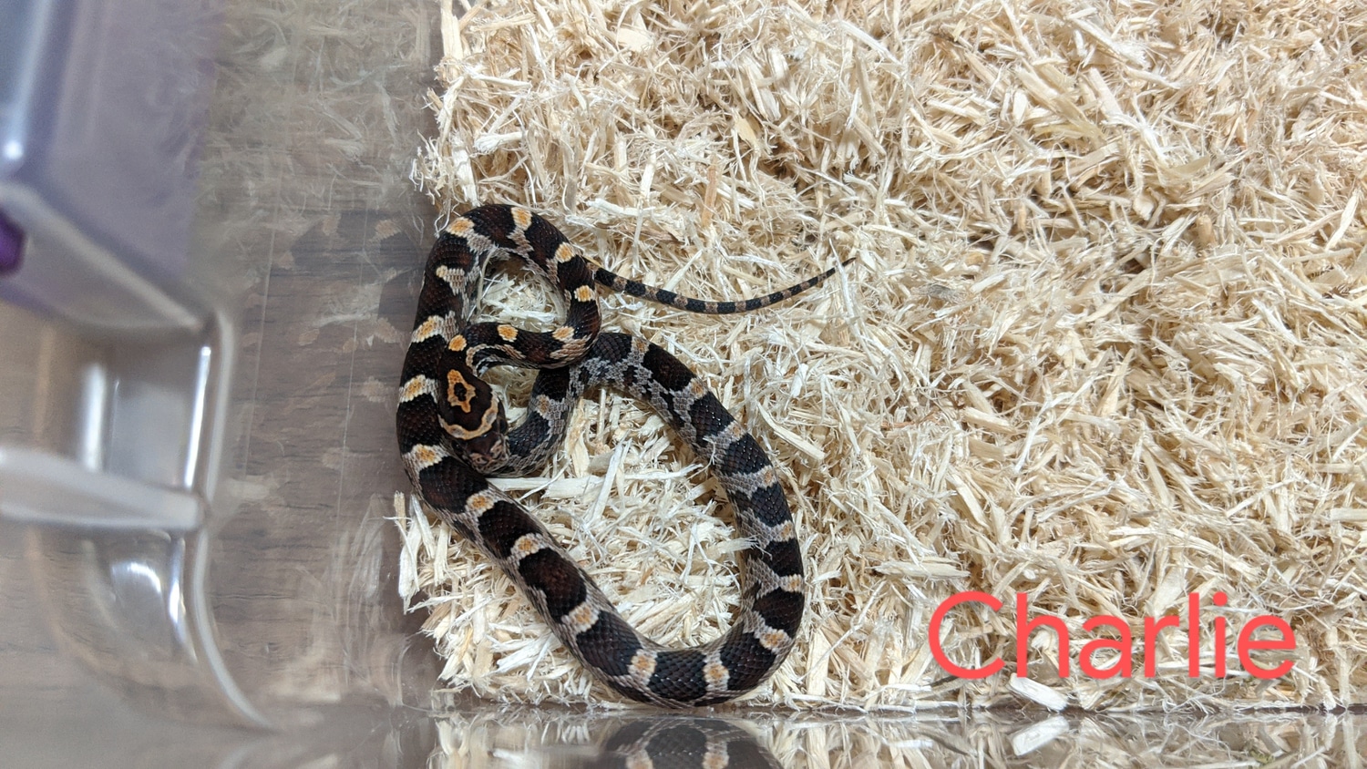 Buckskin Okeetee Hatchling Corn Snake by Got Morph? MorphMarket