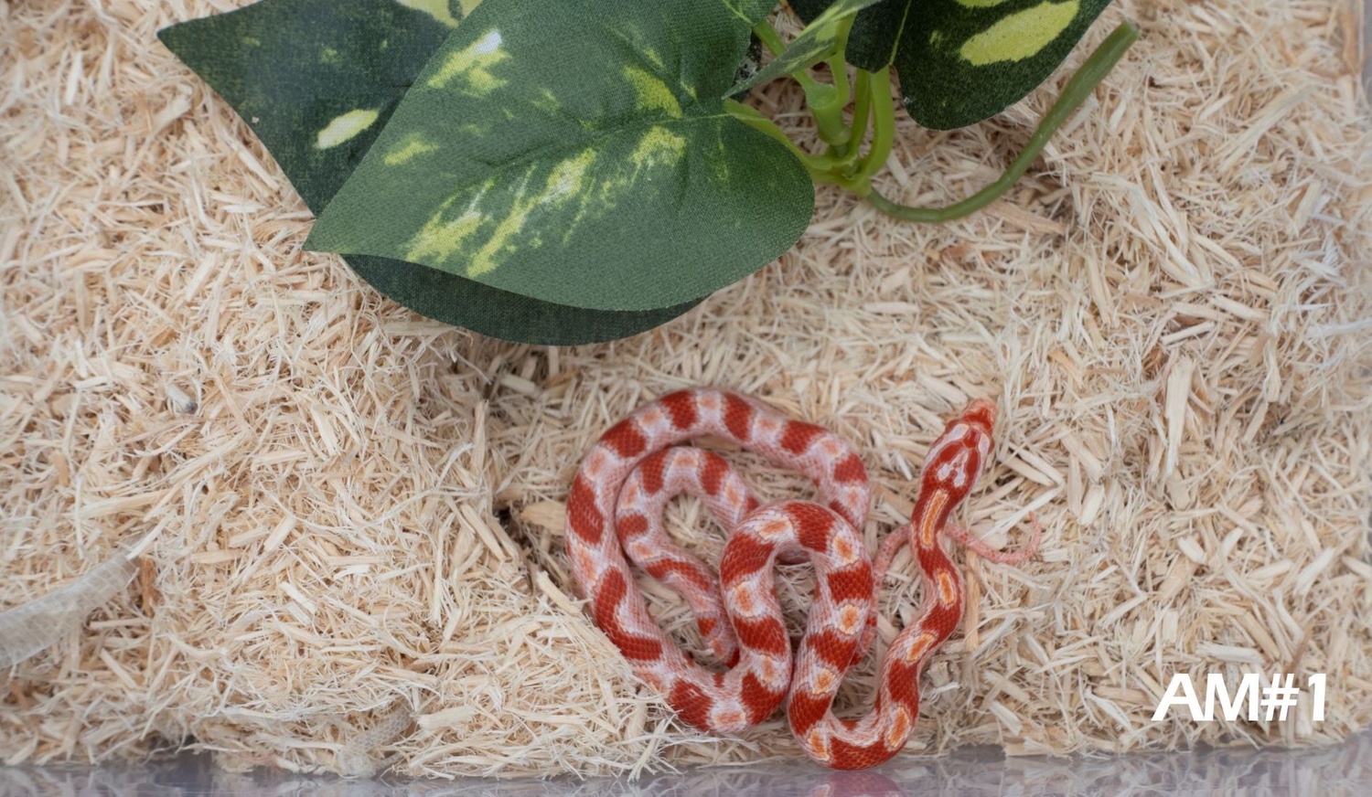 Curated visual reference: Fresh Look at Amelanistic Corn Snake By Got Morph