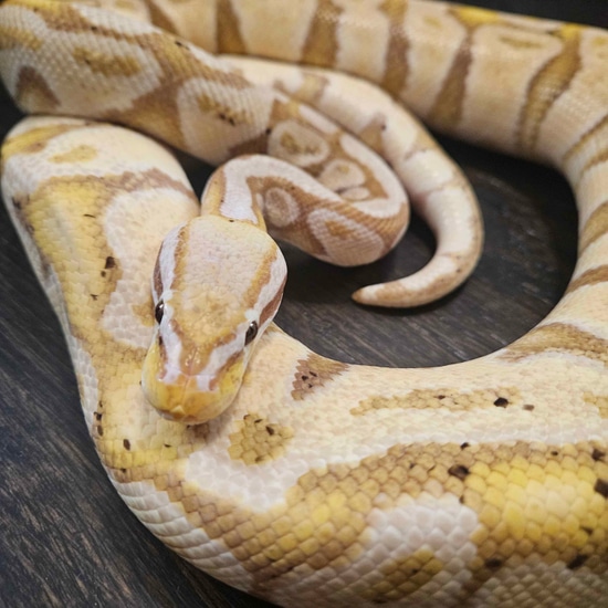 Banana Ball Python by Sanctuary Reptiles