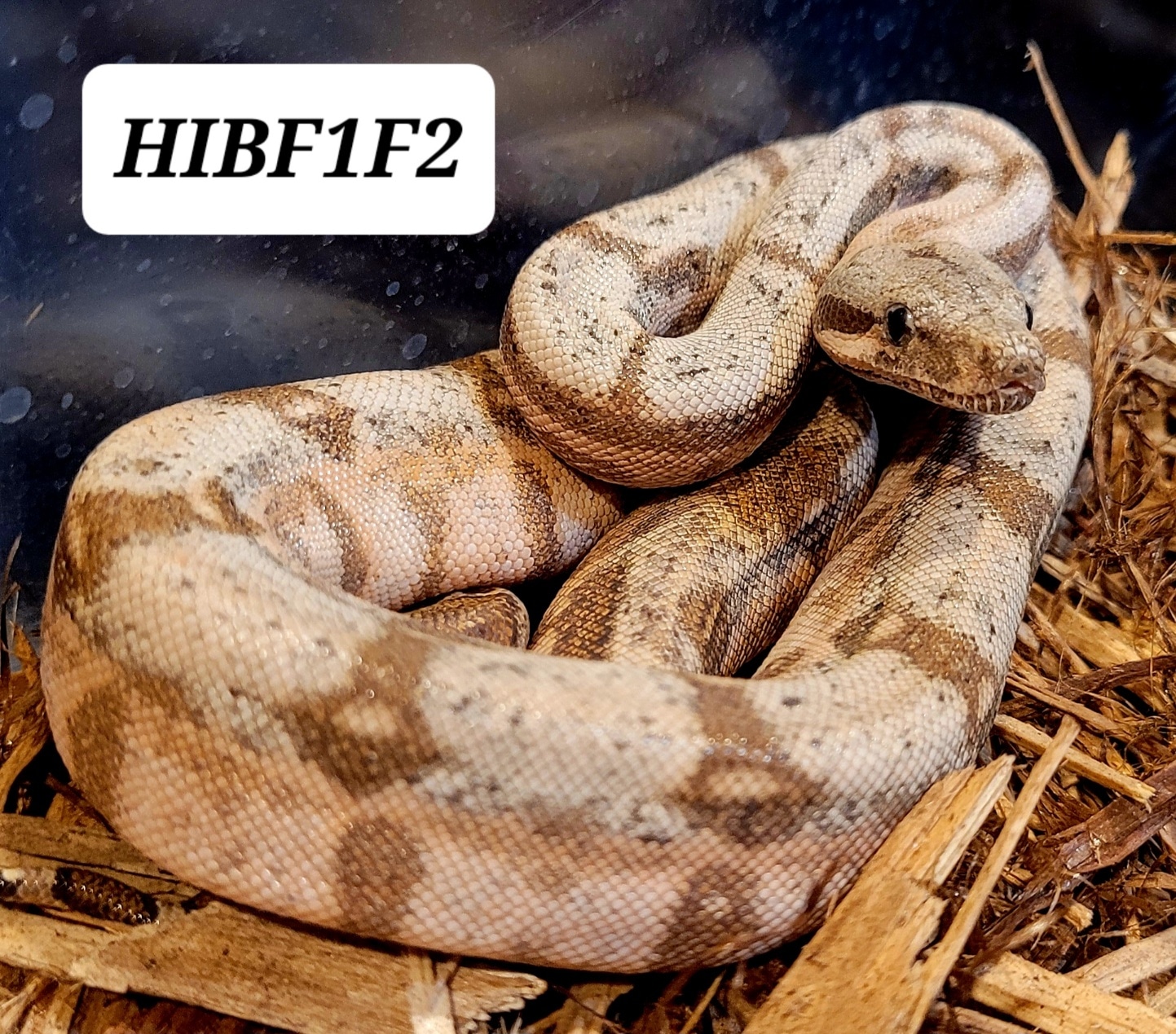 Pure Hog Island Boa Boa Constrictor by Calhoun Reptiles, LLC MorphMarket