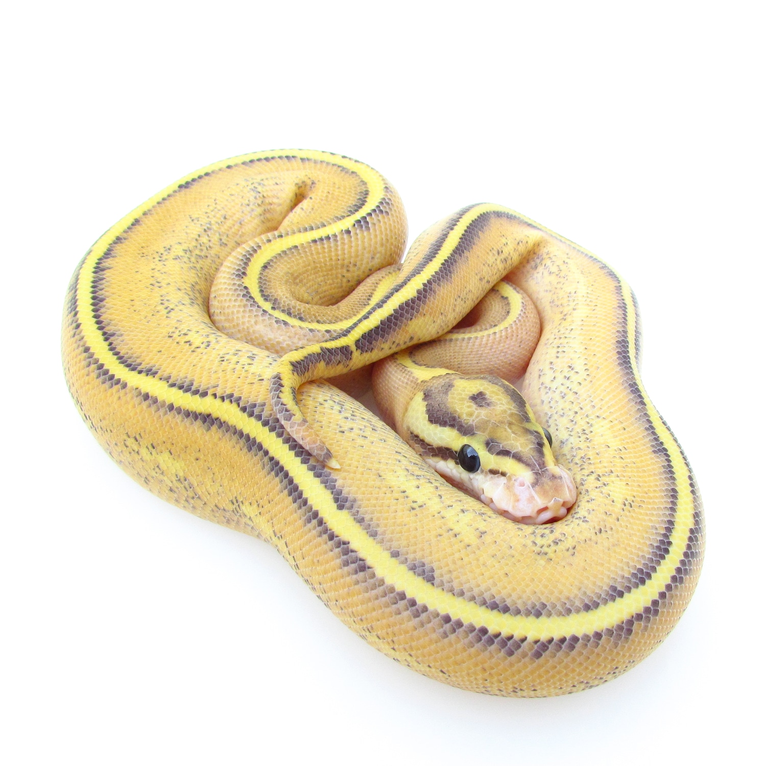 Puma Ball Python by SnakesnAdders South Africa - MorphMarket