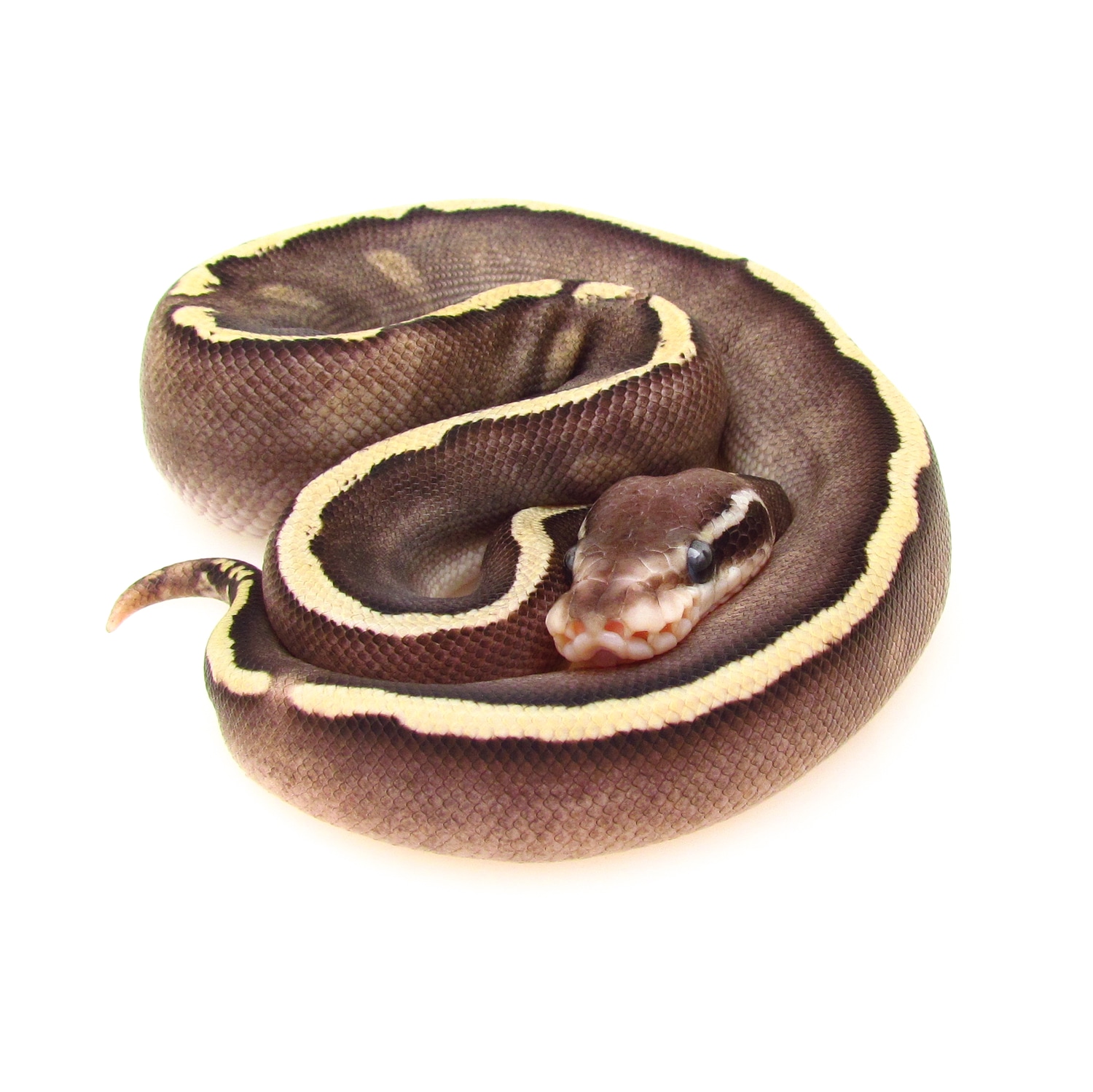 GHI Mojave Fire Ball Python by SnakesnAdders South Africa - MorphMarket