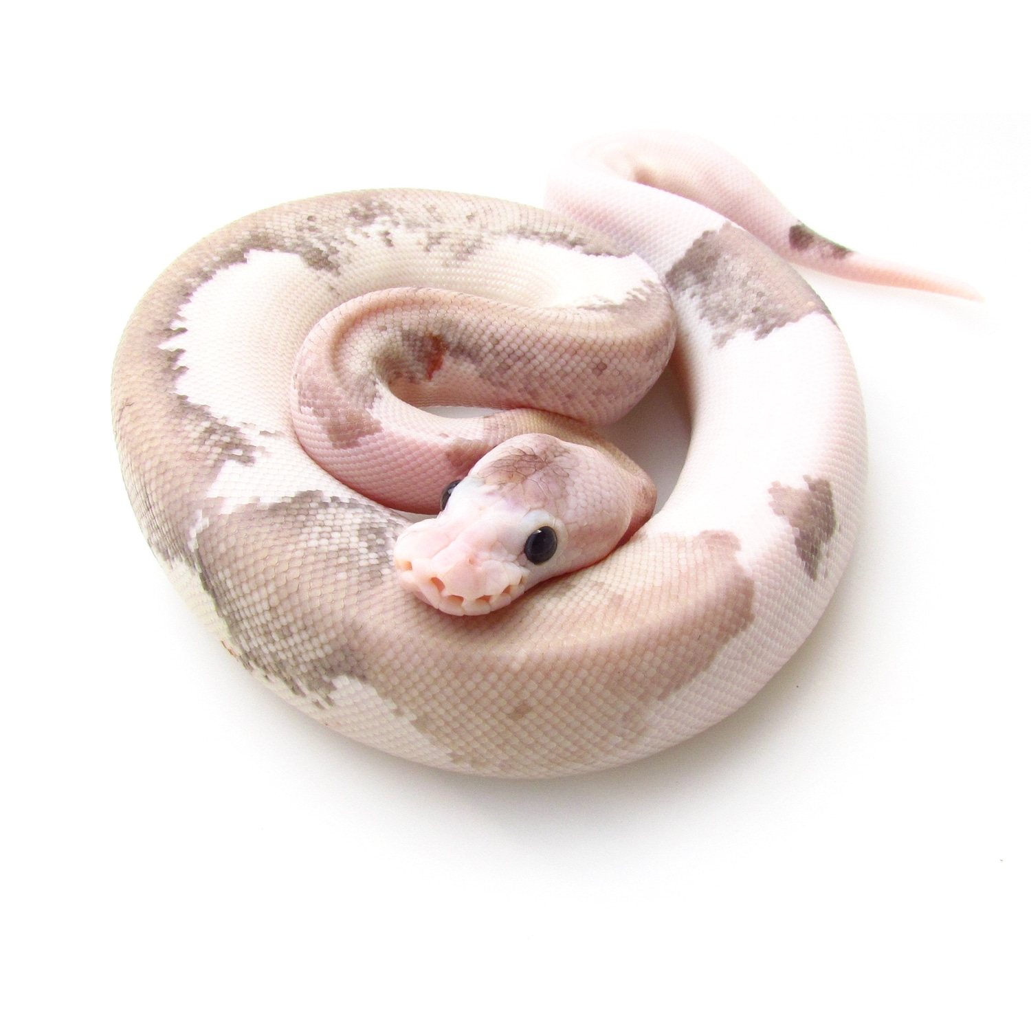 Pastel Grey Matter Ball Python by SnakesnAdders South Africa - MorphMarket
