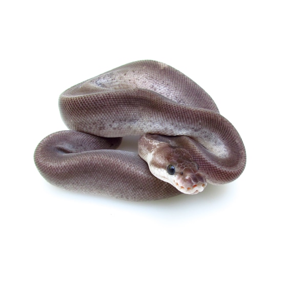 Silver Bullet Ball Python by SnakesnAdders South Africa