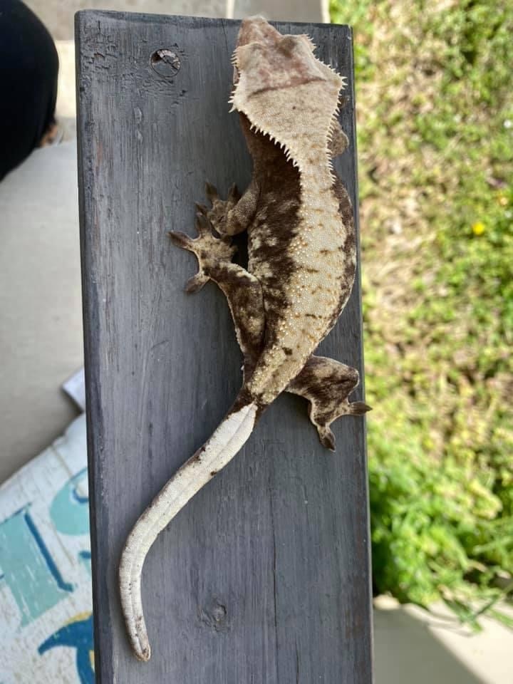 Extreme Harlequin Crested Gecko by Magnolia cresties - MorphMarket