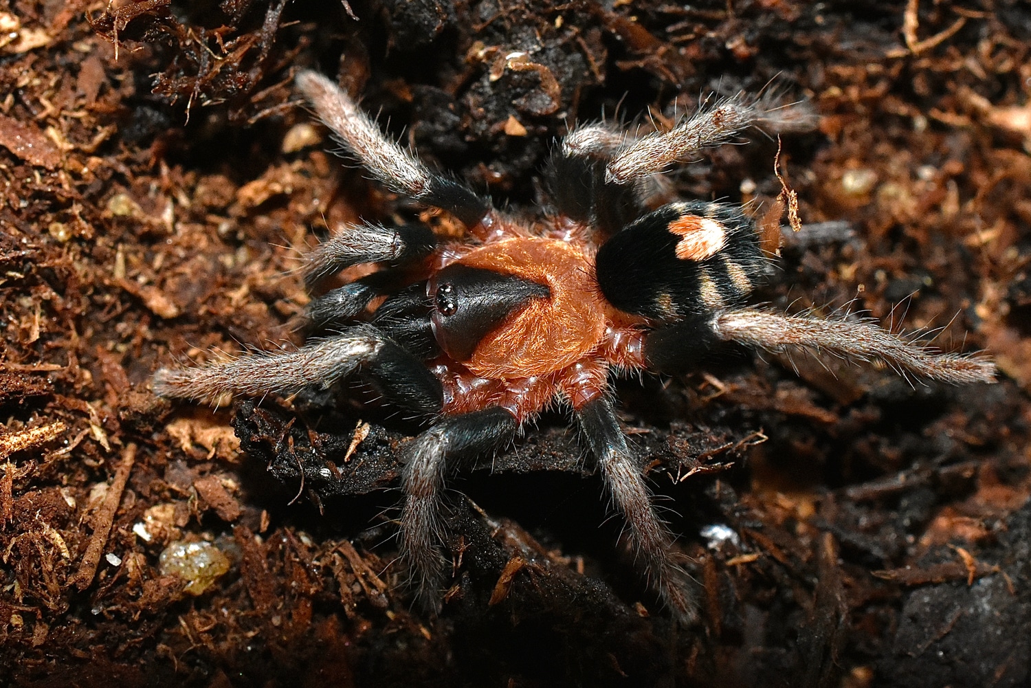 Cyriocosmus Elegans Tarantula by Gran Exotics Inc. MorphMarket