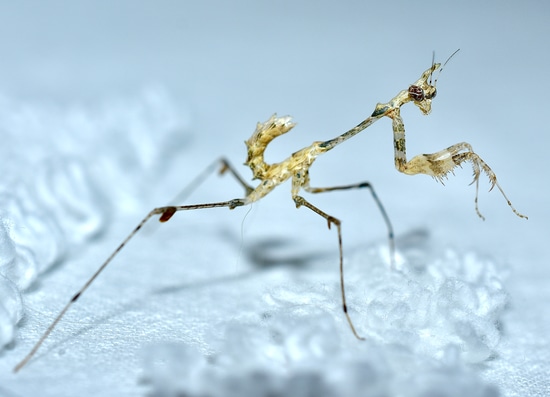 Sibylla Pretiosa Mantis by Gran Exotics Inc.