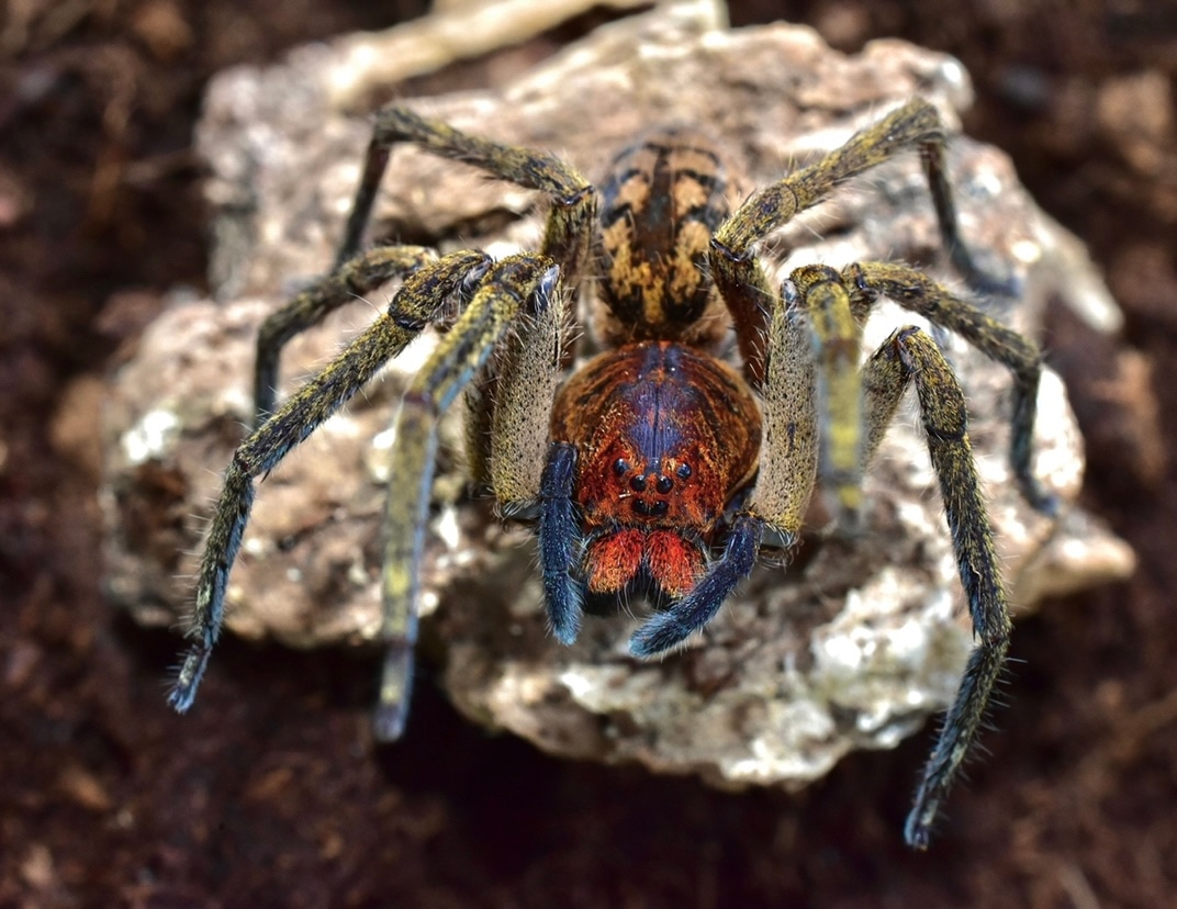 Piloctenus Haematostoma True Spider by Gran Exotics Inc. - MorphMarket