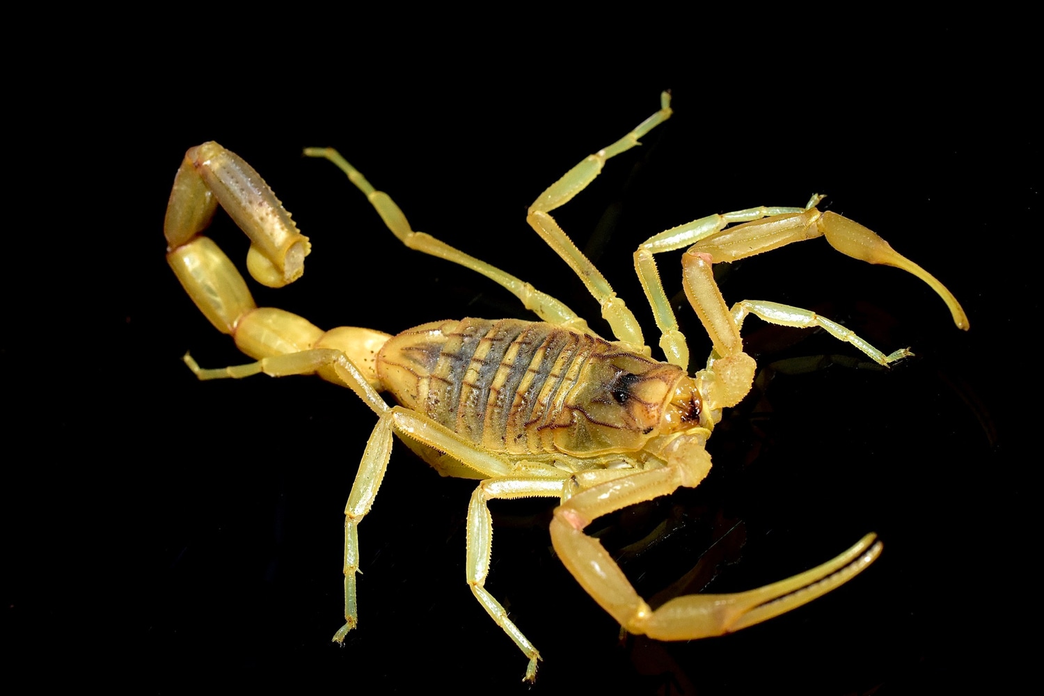 Leiurus Quinquestriatus Scorpion by Gran Exotics Inc. MorphMarket