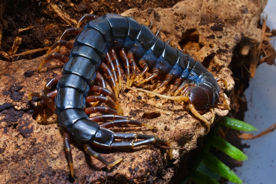 Mt. Merapi Centipede (Scolopendra Sp. Mt Merapi Black) by Gran Exotics Inc.