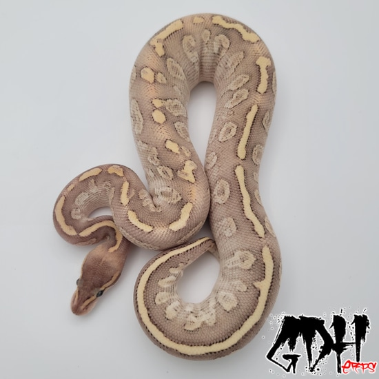 Black Pastel Fire Mystic Special Poss Het Hypo Ball Python by Grand ...
