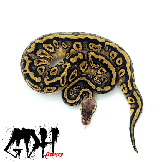 Mahogany Pastel 66% Het Clown Ball Python by Grand Daddy Herps