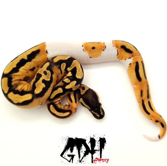 Orange Dream Gene X Pied Ball Python by Grand Daddy Herps
