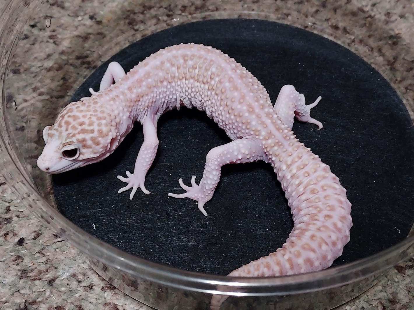 Super Snow Tremper Eclipse Leopard Geckos by Granny B's