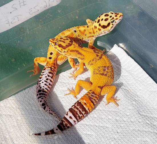 Breeding Pair Electric/Atomic/Blood/Emerine/Het Tremper & Blood