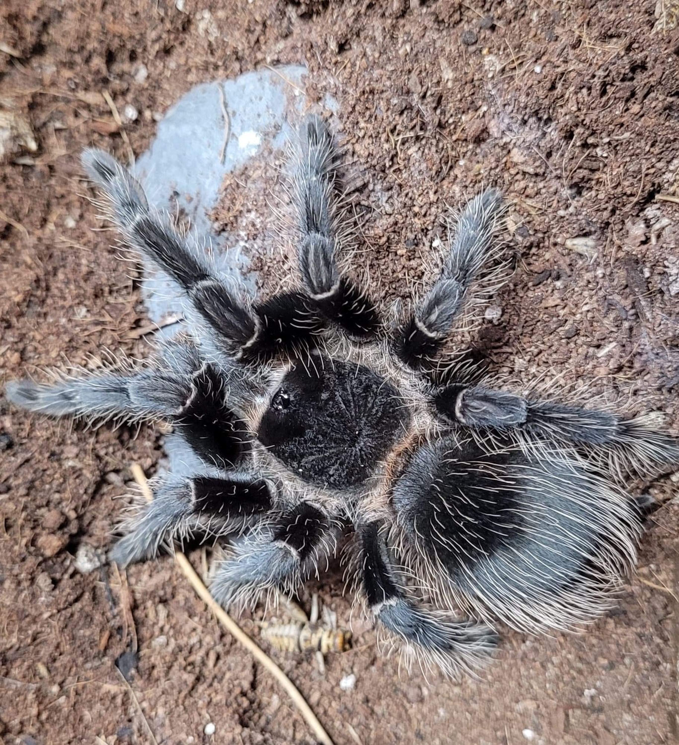 Salmon Pink Birdeater (Lasiodora Parahybana) Tarantula by Jaeger ...