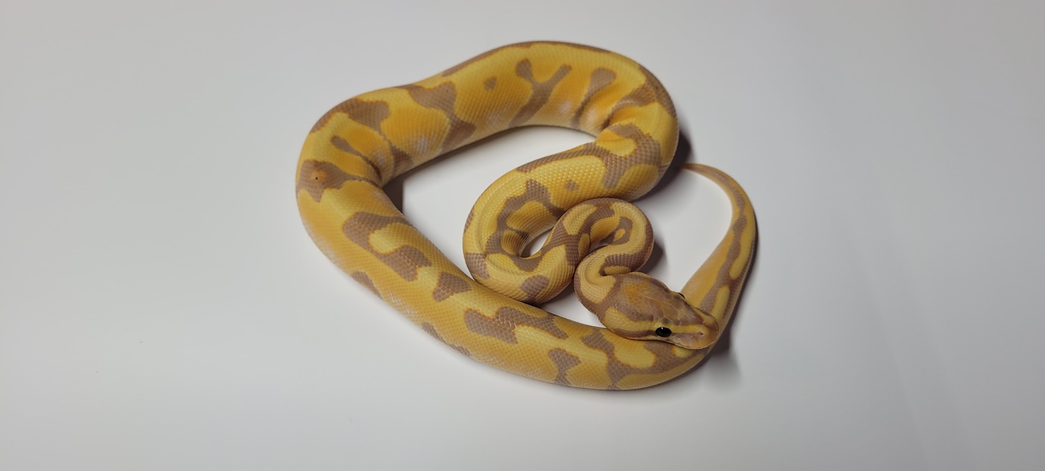 Enchi Banana Ball Python by Jaeger Exotics - MorphMarket