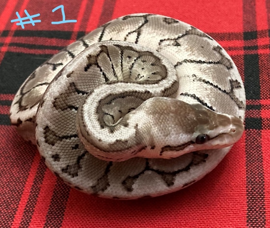 VPI Axanthic Pinstripe Pastel Possible Enchi Ball Python by Gray Family ...