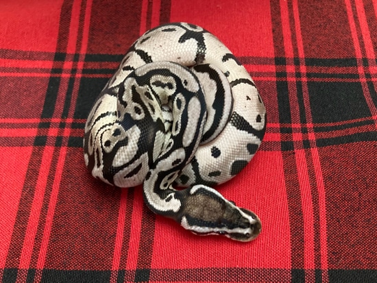 Pastel VPI Axanthic Het Pied Ball Python by Gray Family Snakes