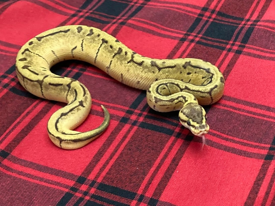 Lemonblast Enchi DH Pied/VPI Axanthic Ball Python by Gray Family Snakes