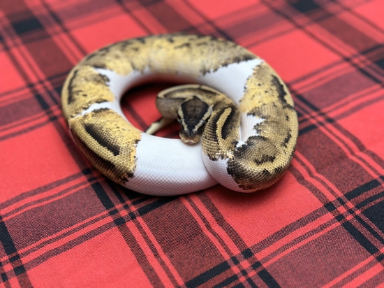 Pastel Pied Het VPI Axanthic (Poss Enchi) Ball Python by Gray Family Snakes