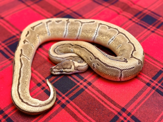 RTB Pinstripe DH Pied/VPI Axanthic (Poss Enchi) Ball Python by Gray ...