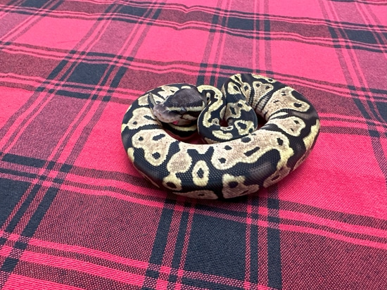 Pastel TH DG/Piebald/VPI Axanthic Ball Python by Gray Family Snakes