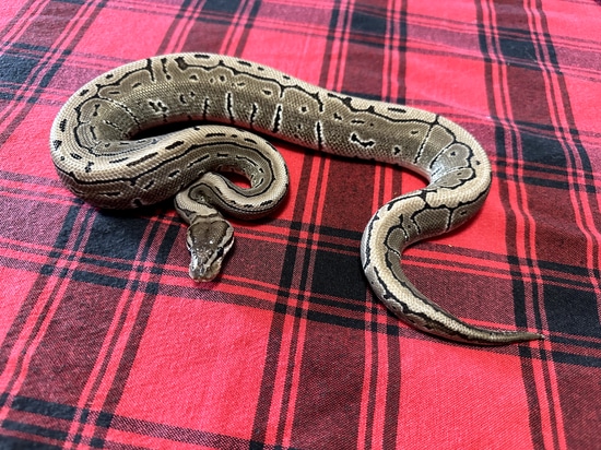 Axanthic (VPI) Pinstripe Het DG Ball Python by Gray Family Snakes