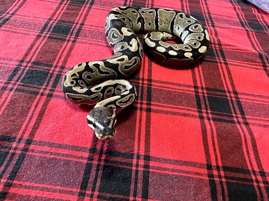 VPI Axanthic Het DG Ball Python by Gray Family Snakes