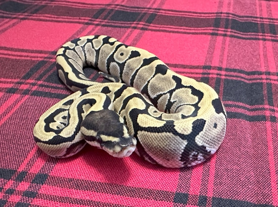 DG Het VPI Axanthic Ball Python by Gray Family Snakes